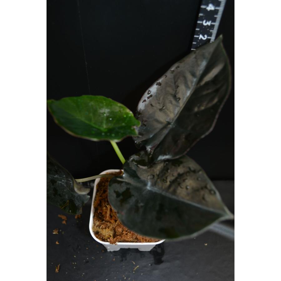 Alocasia infernalis アロカシア インフェルナリス 【観葉植物】輸入株 