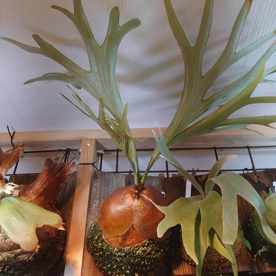 アルシコルネ アフリカ P.Alcicorne africa 原種 PUP株 検 アルシコルネ アフリカ P.Alcicorne africa 原種 PUP株 検