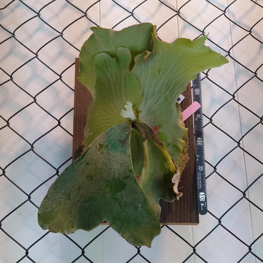 アンディナム　P.Andinum 原種 大板　一点物 検/ビカクシダ Platycerium コウモリラン【観葉植物】 
