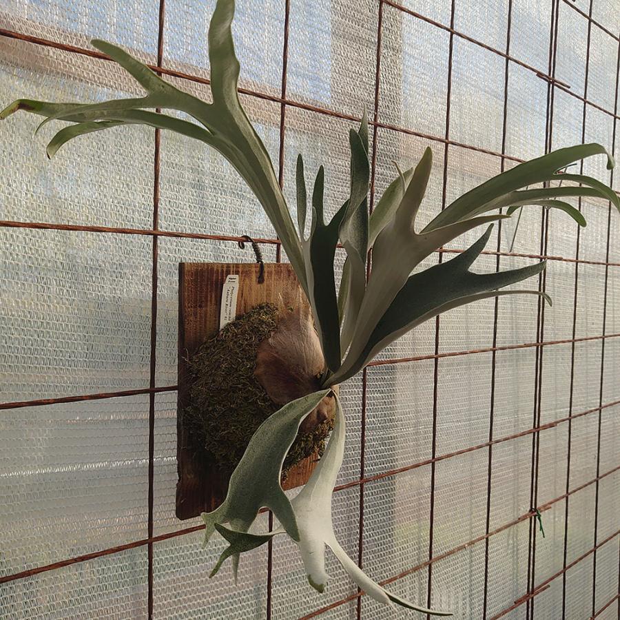 ベイチー アーバンリバーTC P.Veitchii Aurburn river TC 輸入株 ベイチー アーバンリバーTC P.Veitchii Aurburn river TC 輸入株