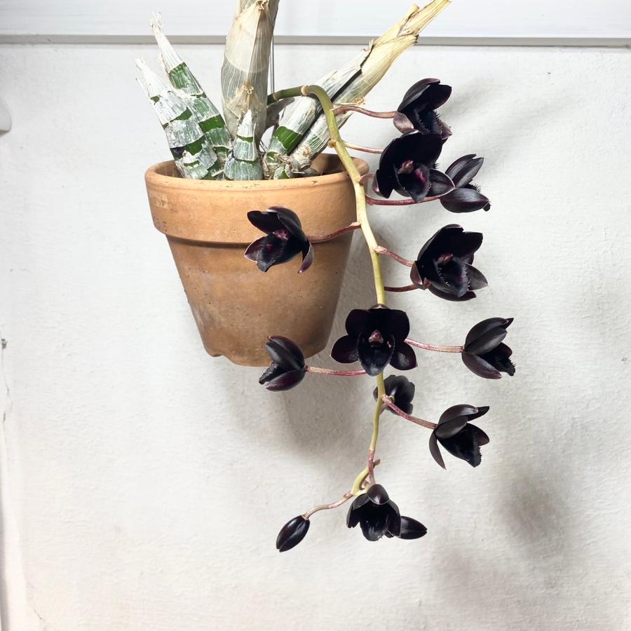 洋蘭 タケノコ蘭 フレッドクラーケアラ・アフターダーク・ブラックパール