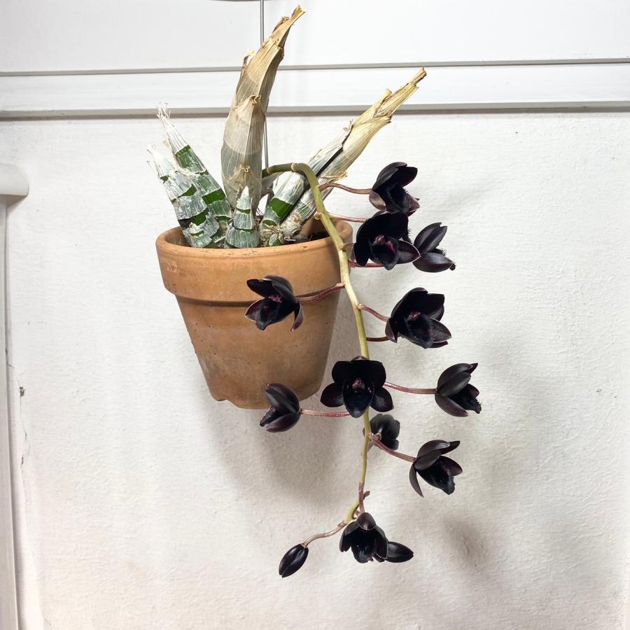 Fredclarkeara After Dark 'SVO Black Pearl' FCC/AOS フレッドクラー