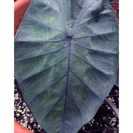 Colocasia esculenta 'Electric Blue Gecko' (コロカシア エスクレンタ エレクトリック ブルー ゲッコ