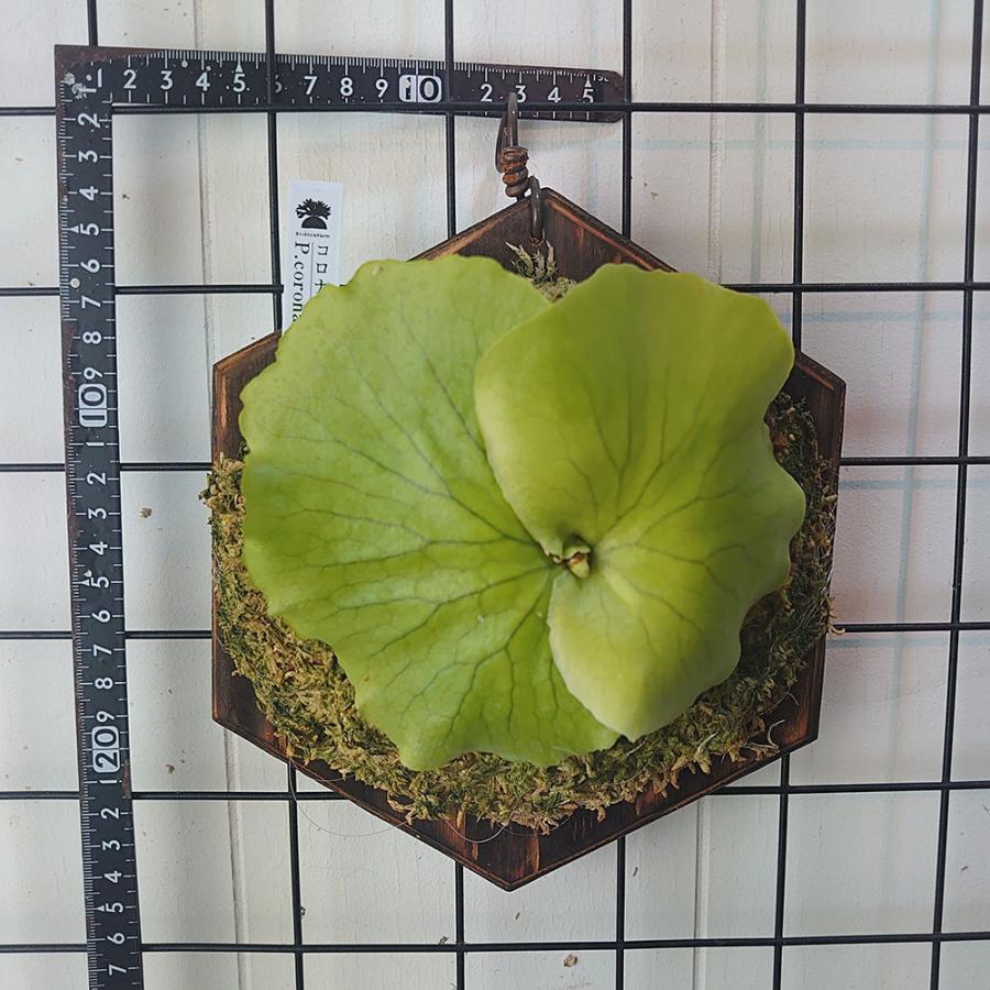 コロナリウム P.coronarium 自家製胞子栽培株 一点物 検/ビカクシダ