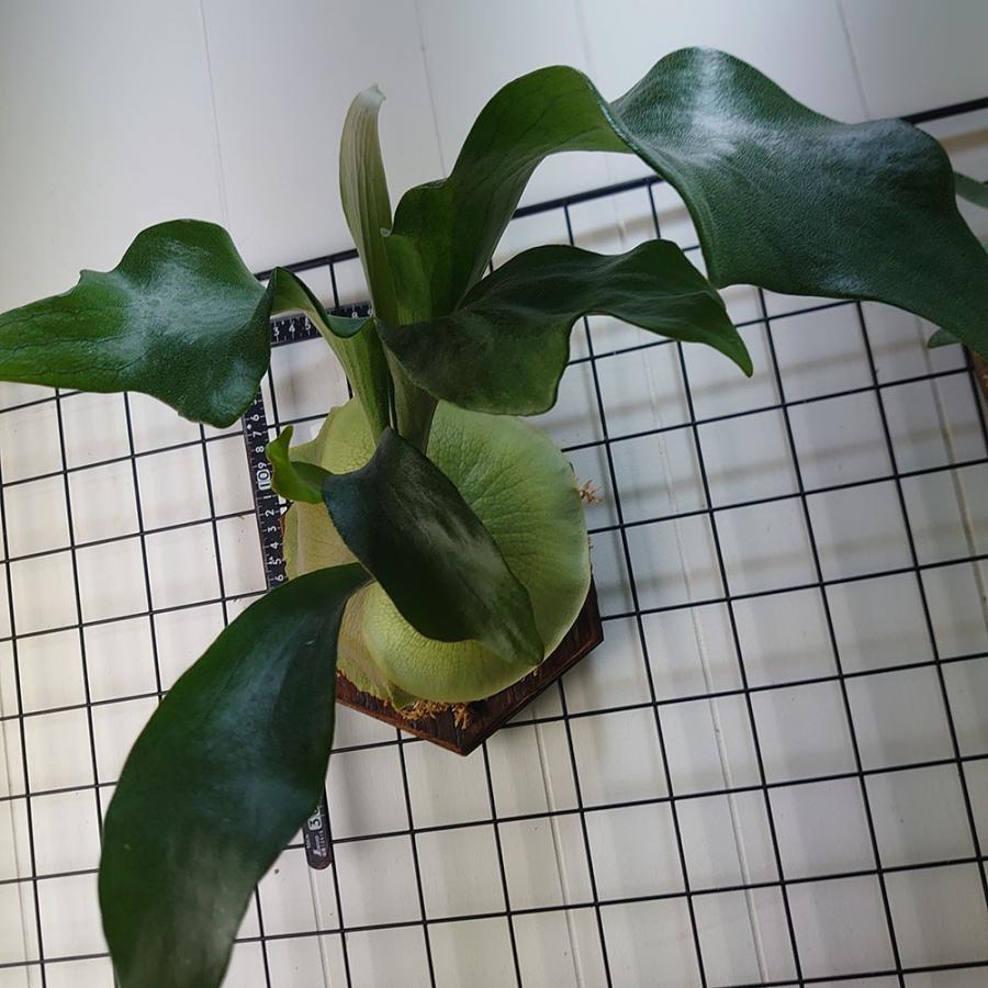ビカクシダ　ダイバーシフォリウム ビカクシダ ダイバーシフォリウム X エレファントティス Platycerium