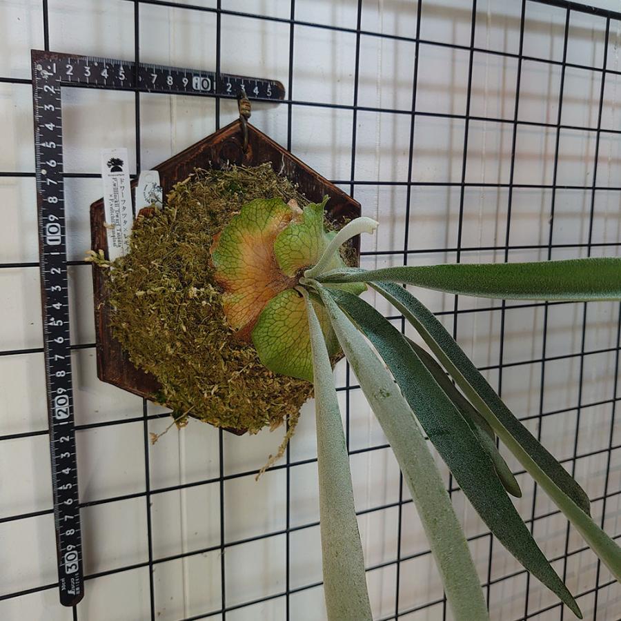 ドワーフタツタ×レモイネイ スポア P.willinckii dwarf Tatsuta