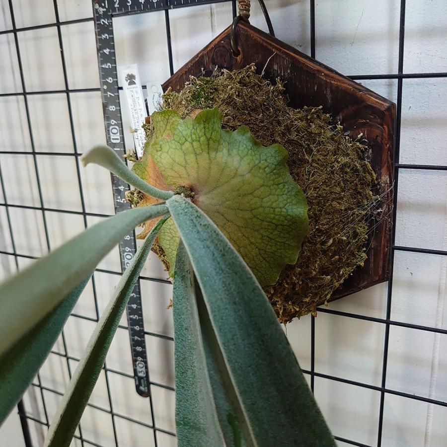 P. willinckii dwarf tatsuta ドワーフタツタ スポア2廃盤オリジナル