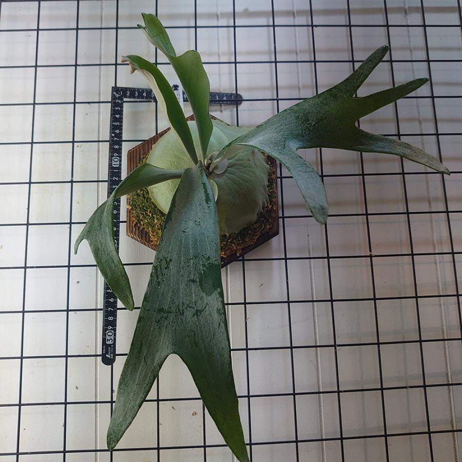 E-1(白ビフ)P.bifurcatum E-1 一点物 検/ビカクシダ E-1(白ビフ)P.bifurcatum E-1 一点物 検/ビカクシダ