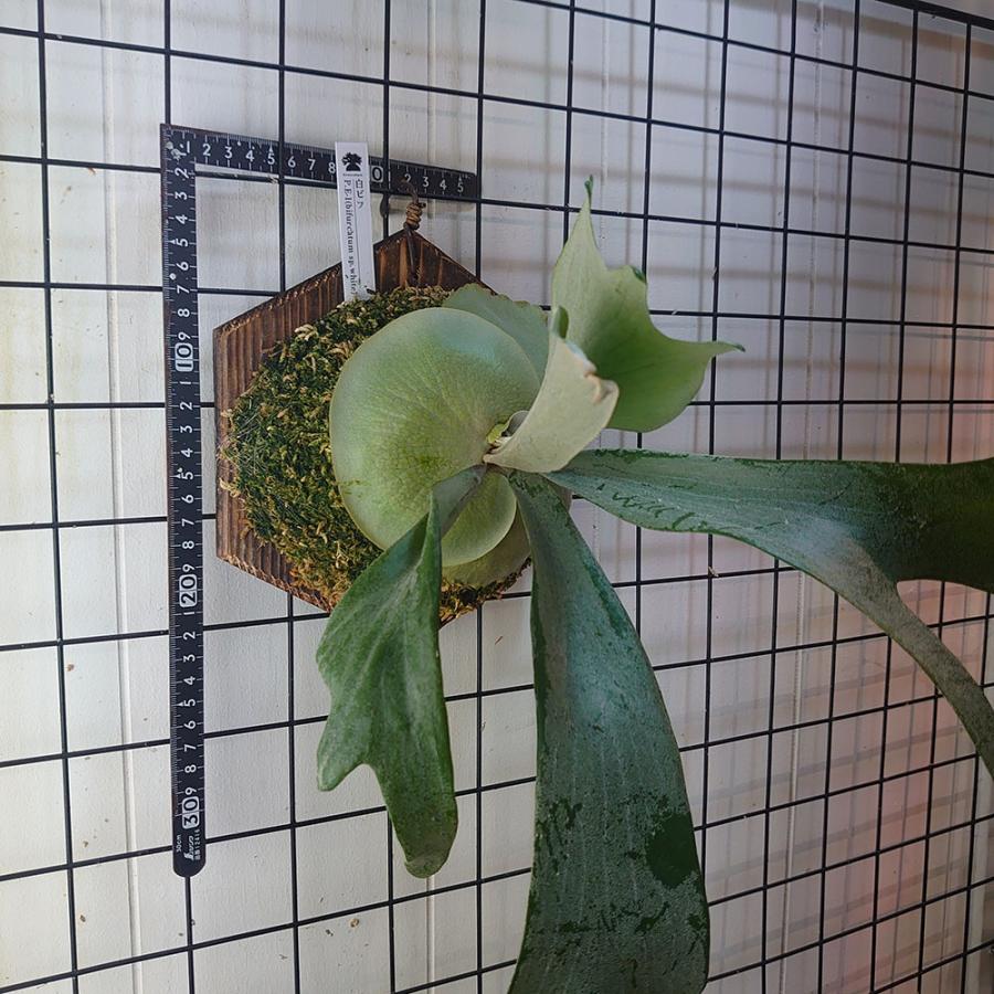 E-1(白ビフ)P.bifurcatum E-1 一点物 検/ビカクシダ E-1(白ビフ)P.bifurcatum E-1 一点物 検/ビカクシダ