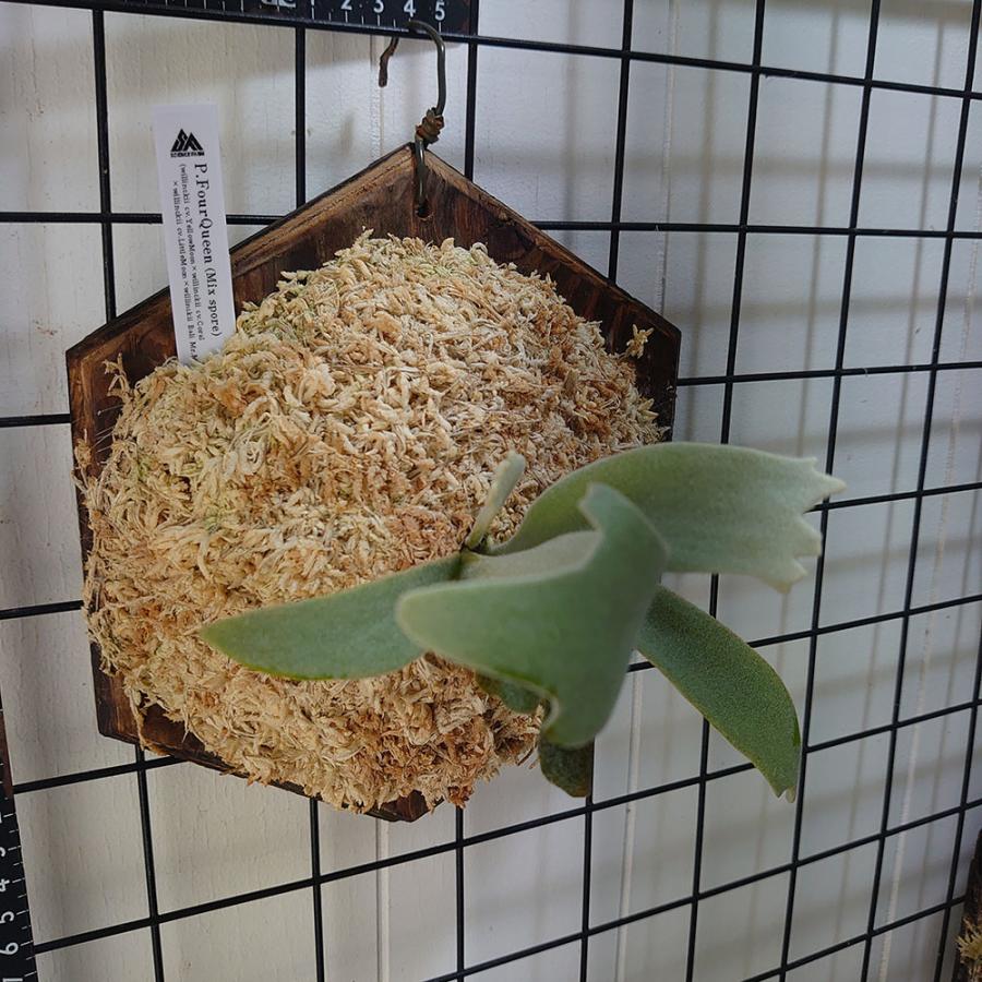 smurf moonlight nang nual mix ビカクシダ P. Smurf x P. Nang Nual x