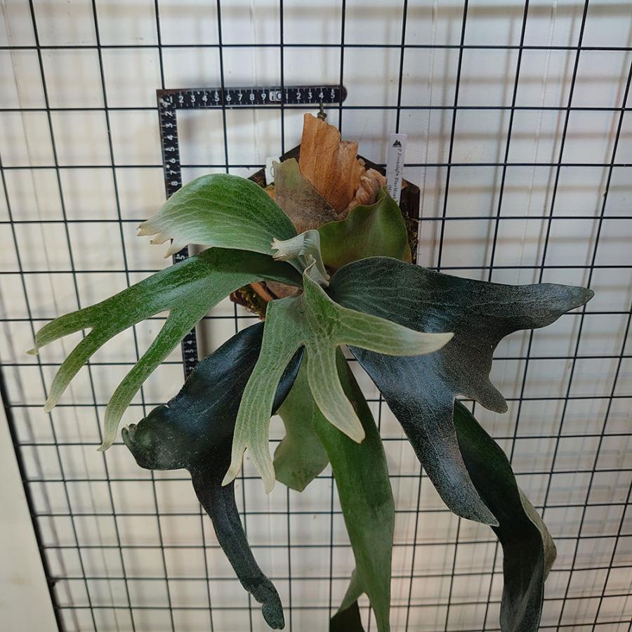 フーンシキ×ブルーモンキー ミックススポア P.FoonsiqixBlueMonkey