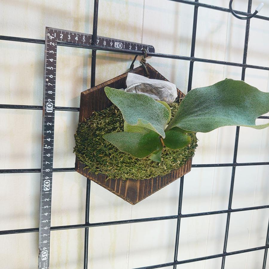 ギンカTC P.ginka TC 一点物 検/ビカクシダ Platycerium コウモリラン 