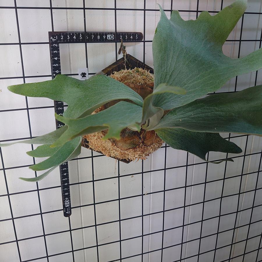 9】ビカクシダ P.'Ginka'(TC) 【公式通販】