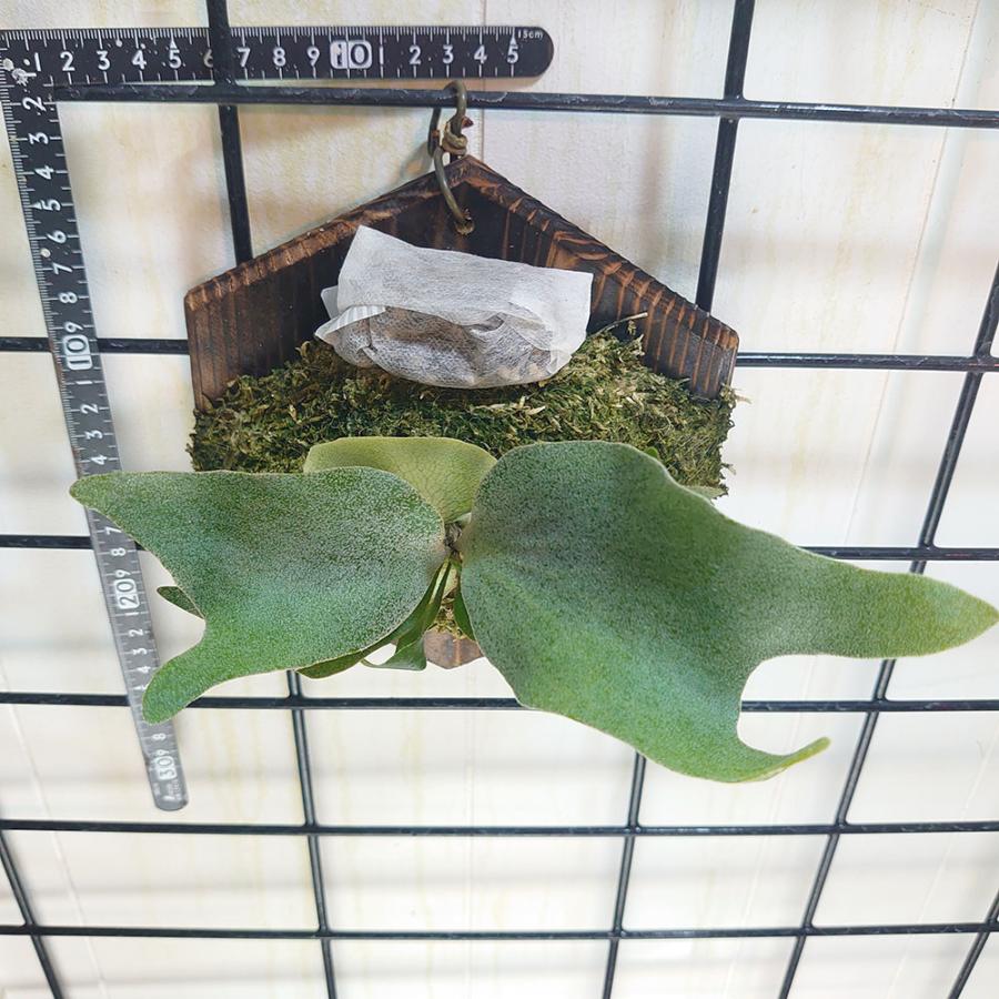 Platycerium “Ginka” TC 中株！ 【公式通販】