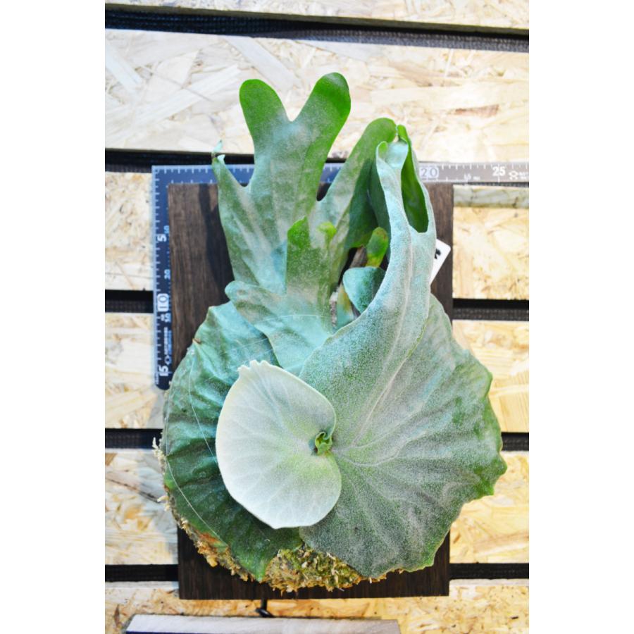 Platycerium Grande コウモリラン ビカクシダ グランデ 観葉植物 タイ輸入株 一点物 Grande01 サイエンスファーム 通販 Yahoo ショッピング