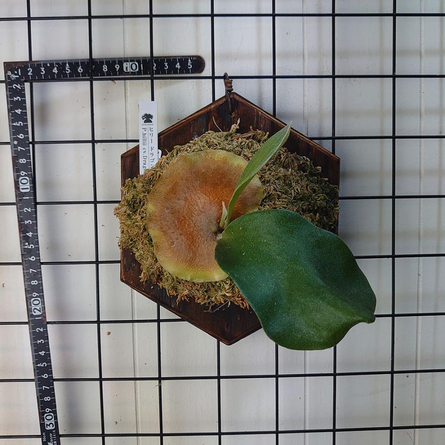 ヒリー ドラゴン◇ ビカクシダ（コウモリラン）P.Hilli Dragon