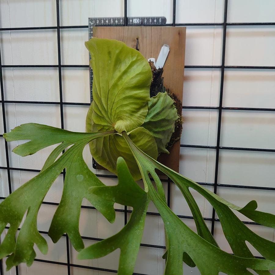 セレクト個体】マウントキッチャクード01 P.'Mt.Kitshakood' 輸入株