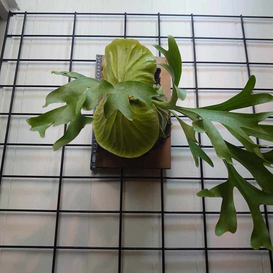 セレクト個体】マウントキッチャクード01 P.'Mt.Kitshakood' 輸入株