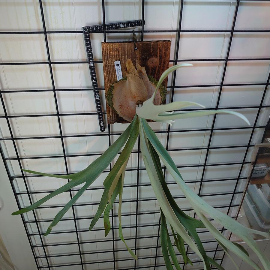 ベイチーレモイネイ P.veitchii 