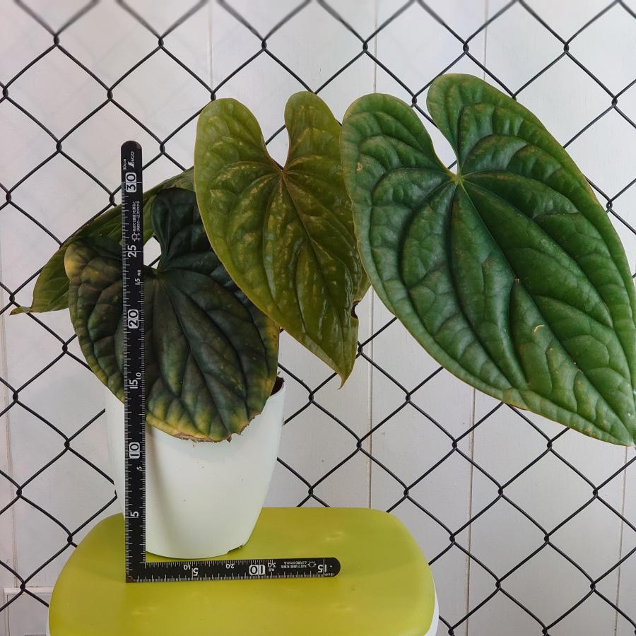 アンスリウム ルクスリアンス 中株 Anthurium luxurians 【観葉植物】輸入株 アンスリウム ルクスリアンス Anthurium luxurians