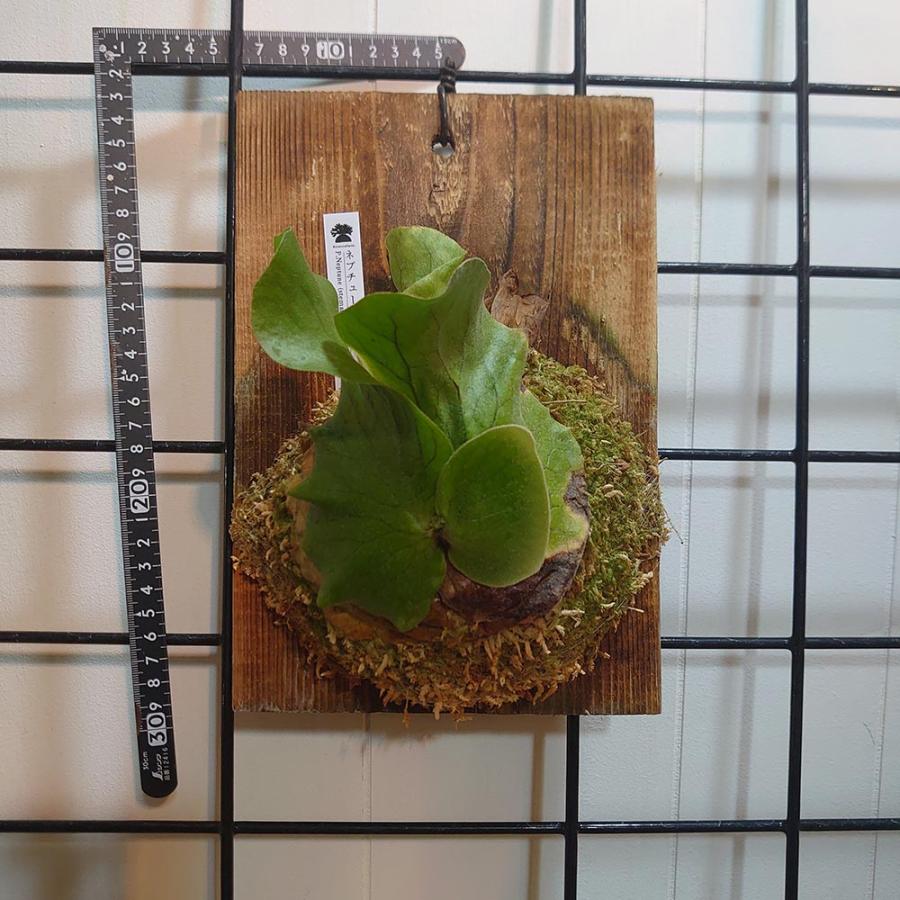 ネプチューン P.Neptune (stemaria x elephantotis) PUP株 一点物 検