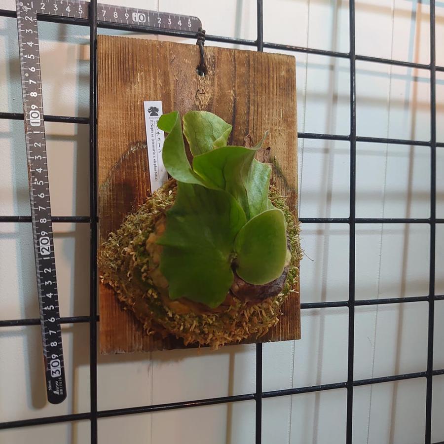 ネプチューン P.Neptune (stemaria x elephantotis) PUP株 一点物 検