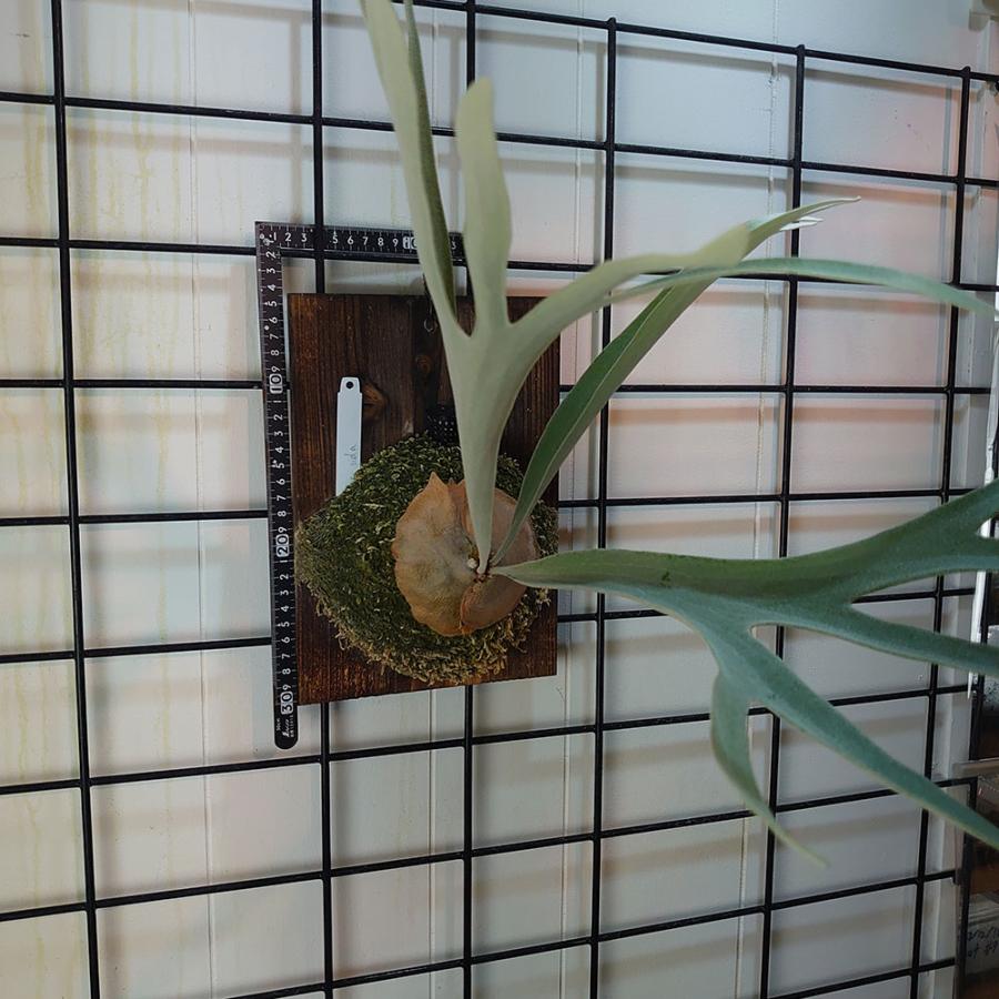 P.Veitchii XIVspores ベイチー P.Veitchii XIVspores ベイチー P. veitchii (wild) - bikalog