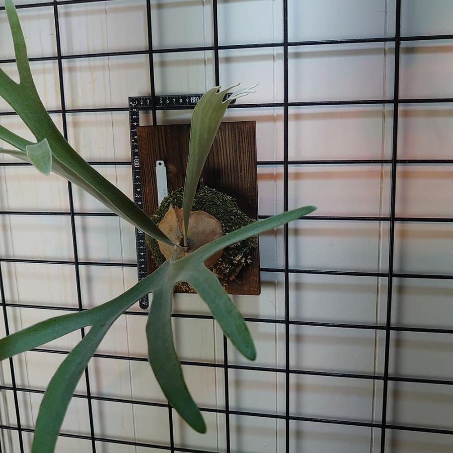 ベイチー パンシーダ P.veitchii cv.pangsida タイ輸入株 一点物 検