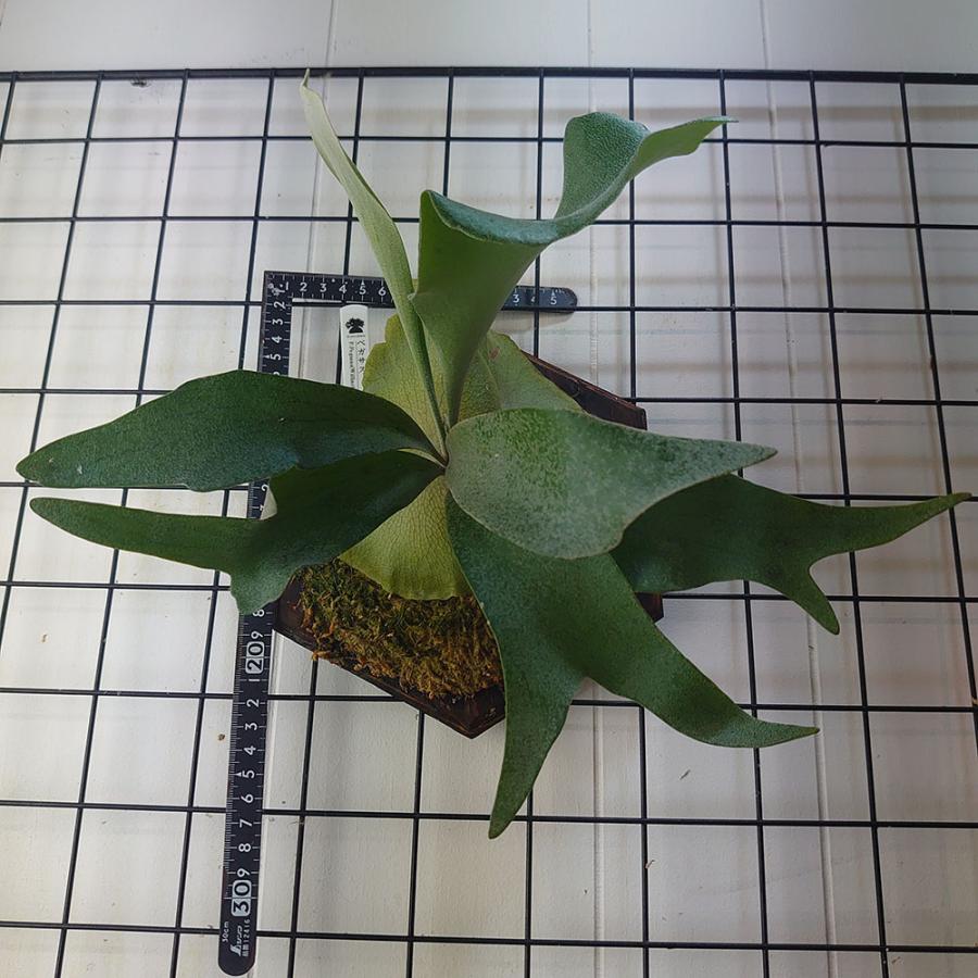ペガサス01 P.Pegasus TC(Willinckii×Diversifolium) 輸入株 一点物 検