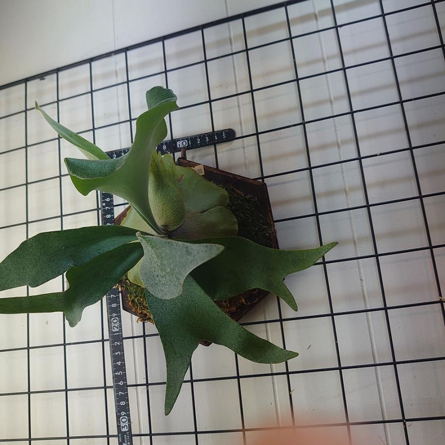 ペガサス01 P.Pegasus TC(Willinckii×Diversifolium) 輸入株 一点物 検