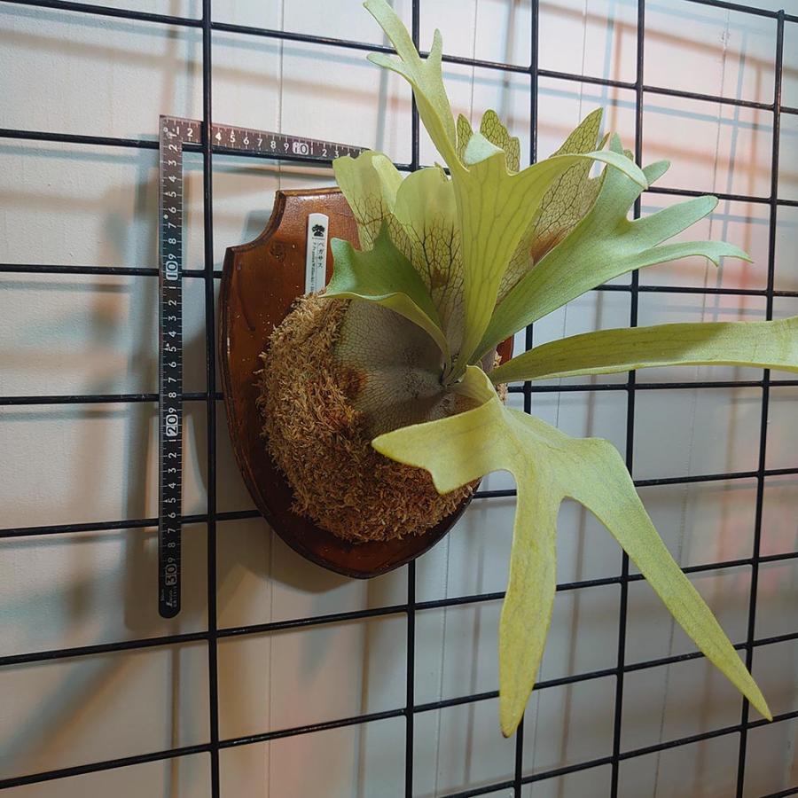 セレクト個体】ペガサスTC P.Pegasus(Willinckii×Diversifolium セレクト個体】ペガサスTC P.Pegasus(Willinckii×Diversifolium