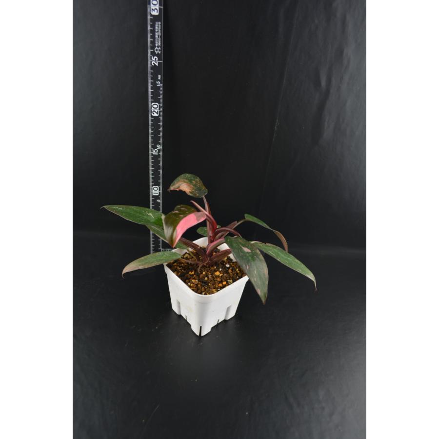 Philodendron Pink Princess Wide フィロデンドロン ピンクプリンセス 観葉植物 輸入株 一点物 Ppp02 サイエンスファーム 通販 Yahoo ショッピング