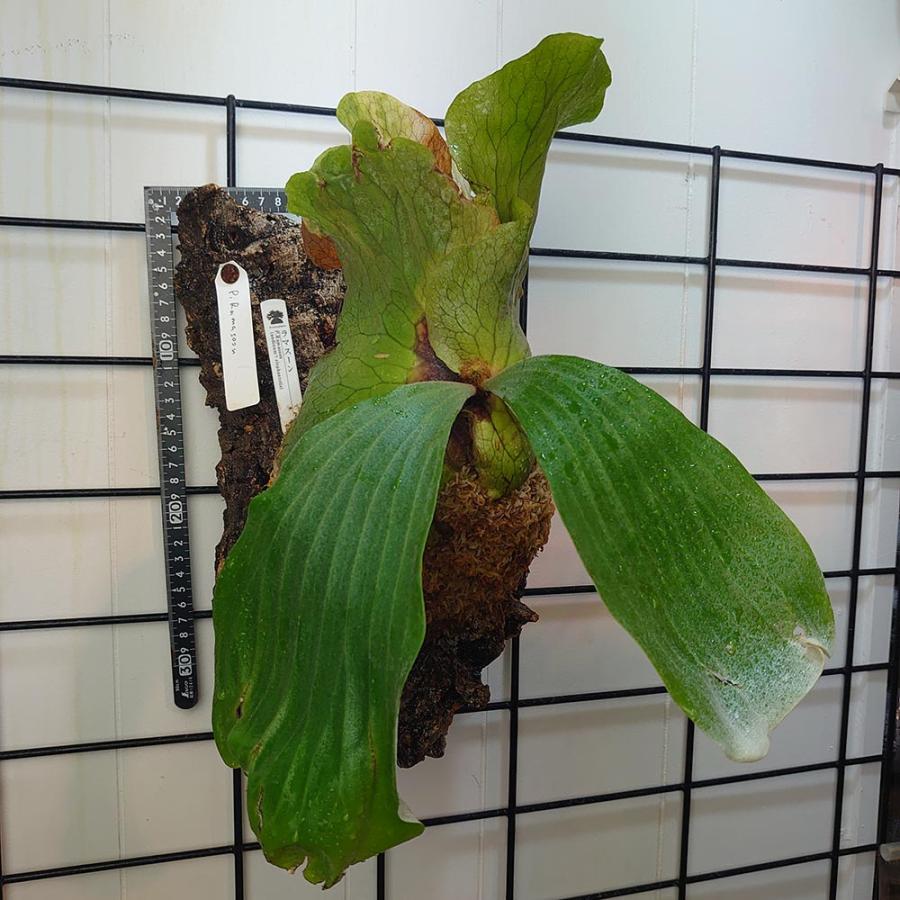 ラマスーン P.Ramasoon (P.andinum x P.elephantotis）タイ輸入株 一点