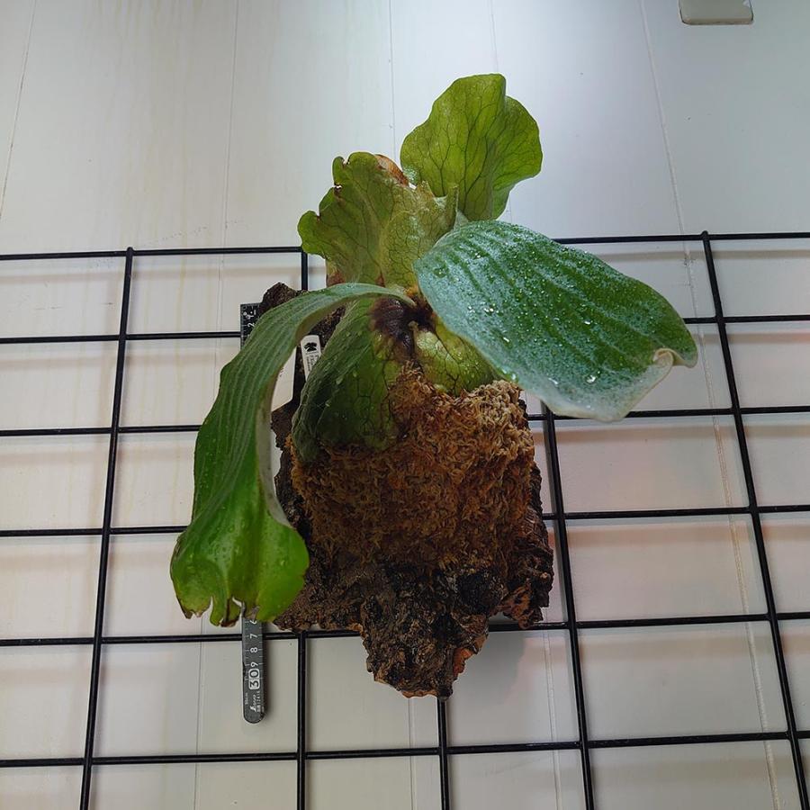 ラマスーン P.Ramasoon (P.andinum x P.elephantotis)タイ輸入 ラマスーン P.Ramasoon (P.andinum x P.elephantotis)タイ輸入