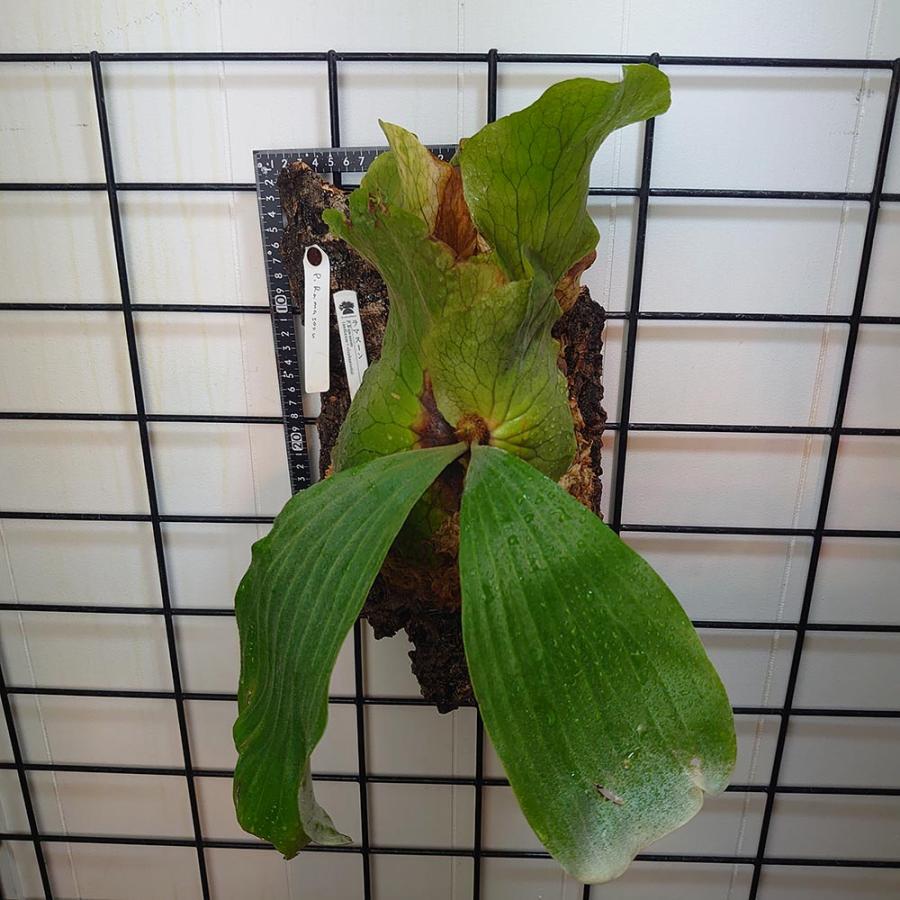 P.'Suriyon' OC ビカクシダ　コウモリラン　スリヨン P.'Suriyon' OC ビカクシダ コウモリラン スリヨン