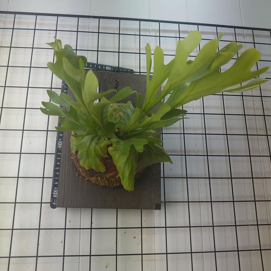 リドレイ P.ridleyi タイ輸入株 一点物 検/ビカクシダ Platycerium 