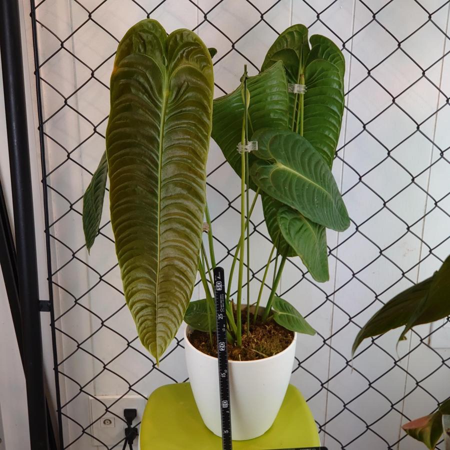 アンスリウム ベイチーナロー Anthurium veitchii narrow 大株