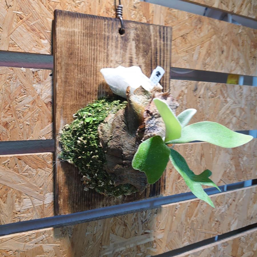 ビカクシダ ベイチーシルバーフロンド