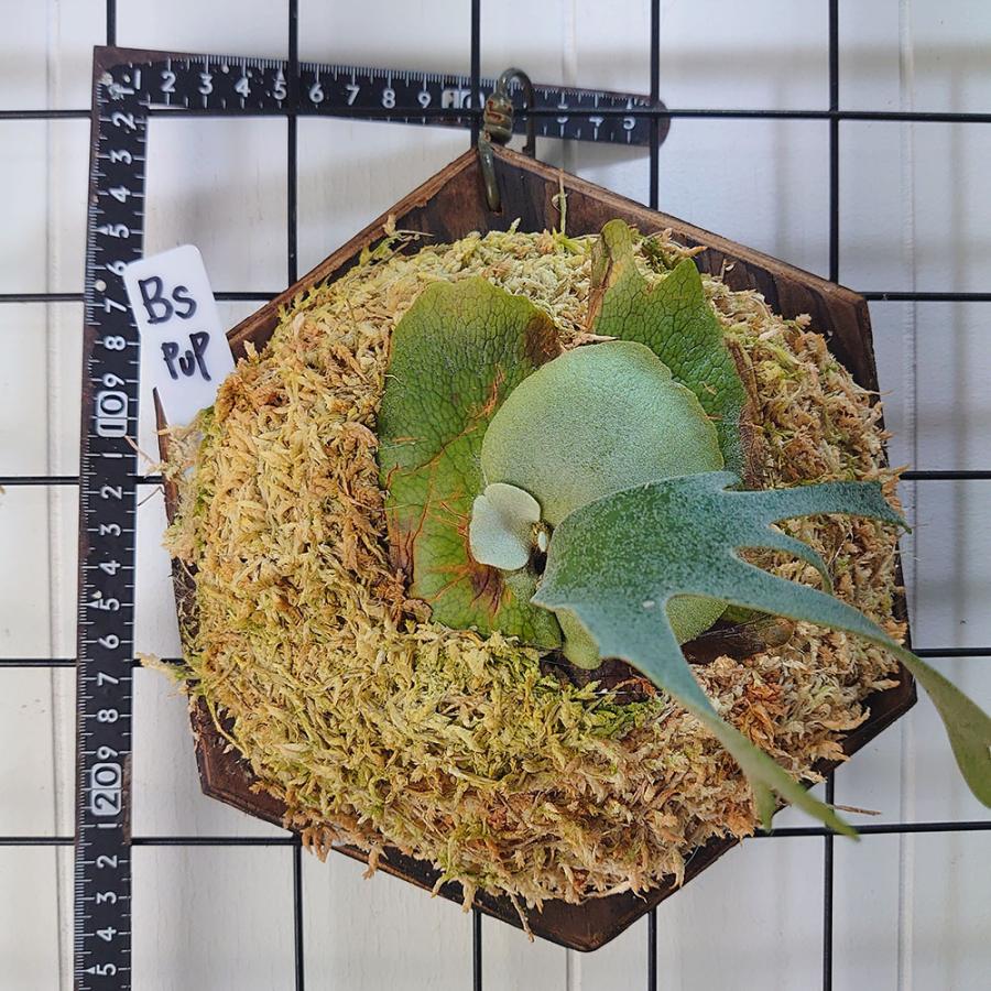 バクテリア スポア P.willinckii Bacteria spore PUP株 一点物 バクテリア スポア P.willinckii Bacteria spore PUP株 一点物