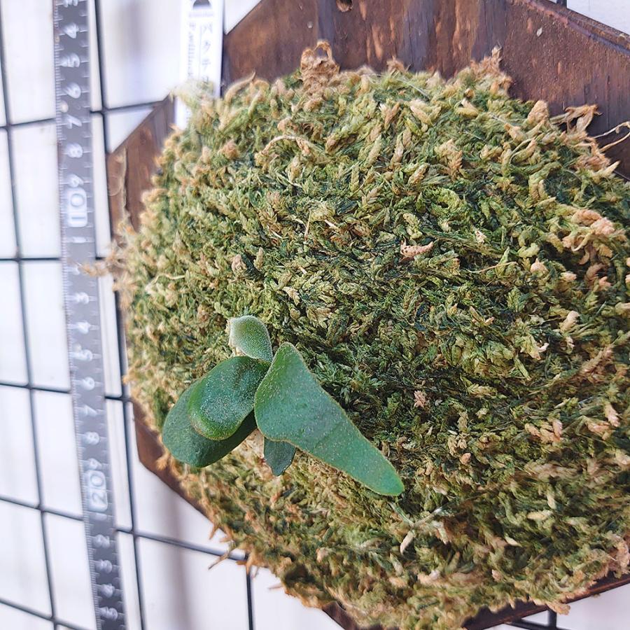 バクテリア スポア P.willinckii Bacteria spore 輸入株 一点物 検 