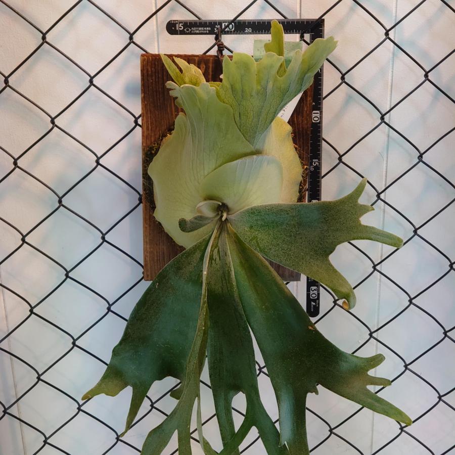 ウィリンキー ボゴール P.willinckii 