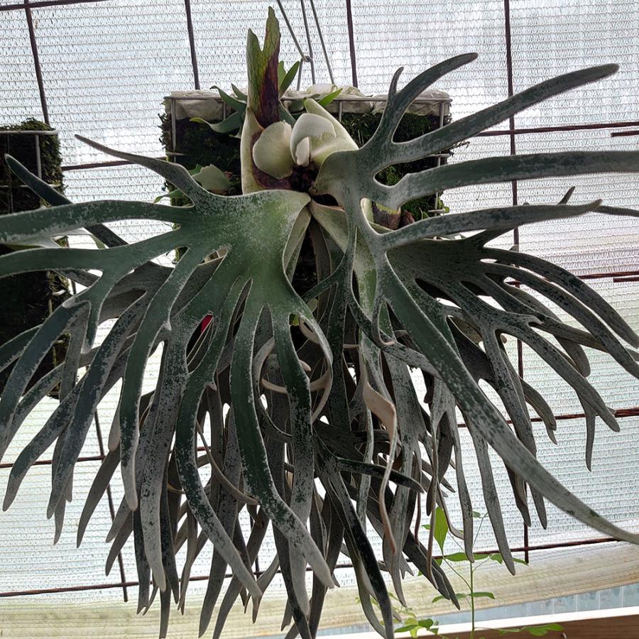 jade girl ジェイドガール　株分 ビカクシダ jade girl株分ビカクシダ