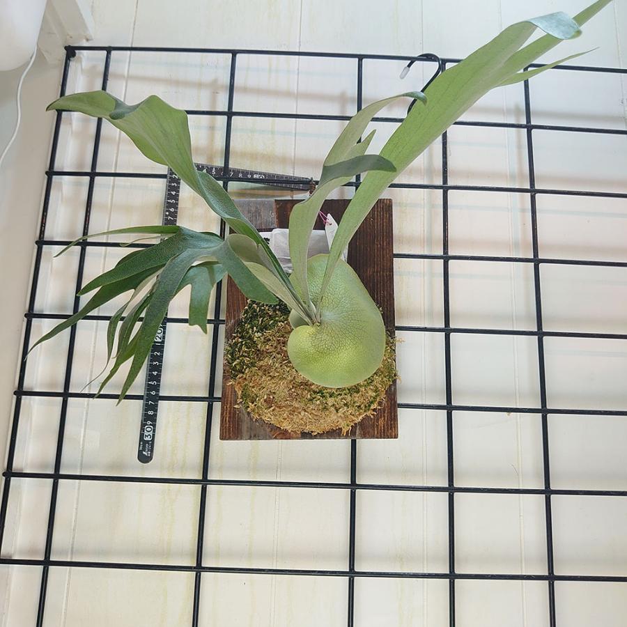 P.woot # 140 タイ輸入株 一点物 検/ビカクシダ Platycerium コウモリ