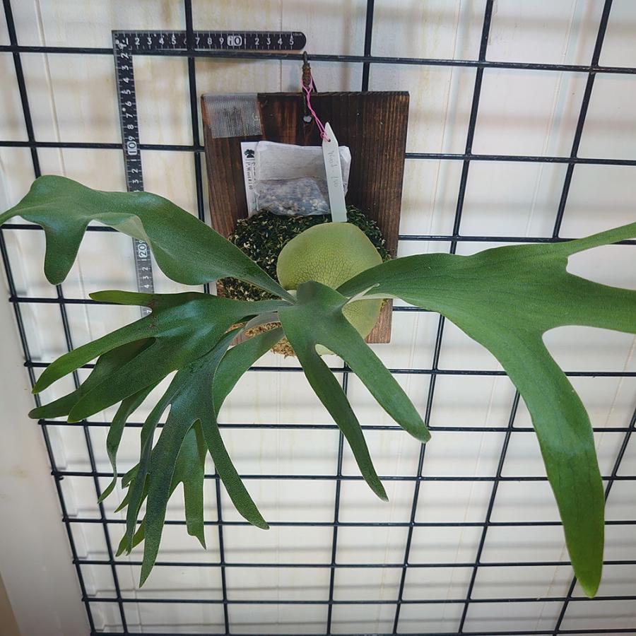 P.woot # 140 タイ輸入株 一点物 検/ビカクシダ Platycerium コウモリ