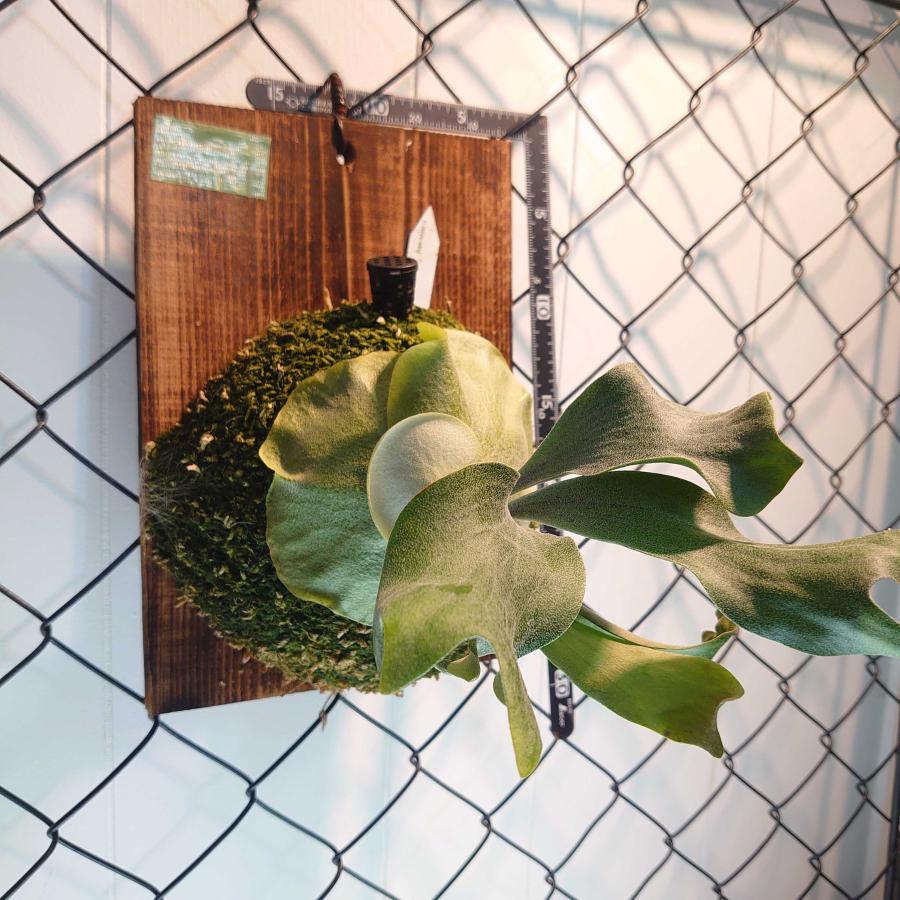 【数量限定アウトレット品】 ホワイトウィング　P.White wing spores　一点物 検/ビカクシダ Platycerium コウモリラン【観葉植物】 【K2164437533】(12870円)