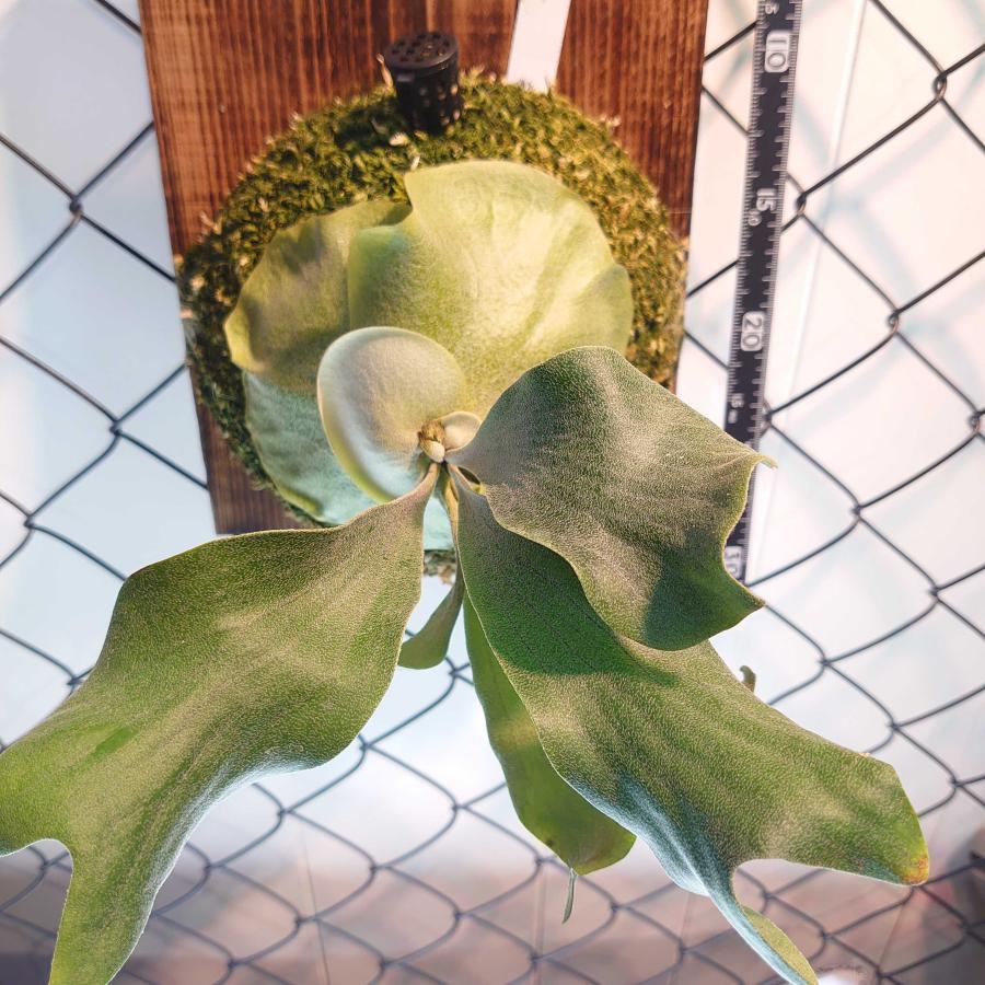 【数量限定アウトレット品】 ホワイトウィング　P.White wing spores　一点物 検/ビカクシダ Platycerium コウモリラン【観葉植物】 【K2164437533】(12870円)