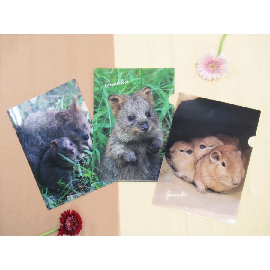 オリジナルA4クリアファイル クオッカ親子 こどもクオッカ グンディ