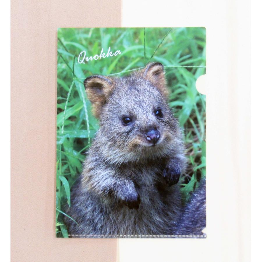 オリジナルA4クリアファイル クオッカ親子 こどもクオッカ グンディ