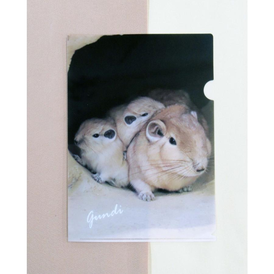 オリジナルA4クリアファイル クオッカ親子 こどもクオッカ グンディ