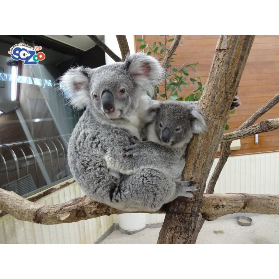 こあらまんじゅう 白あん : 埼玉県こども動物自然公園 - 通販 - Yahoo